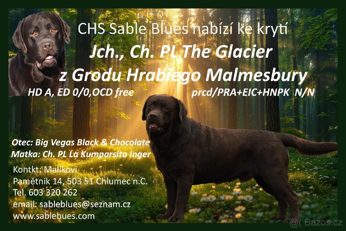 Labradorský retriever s PP