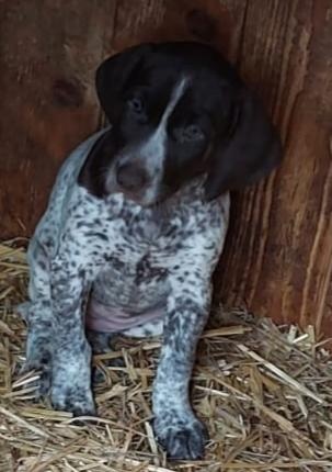 Německý krátkosrstý ohař