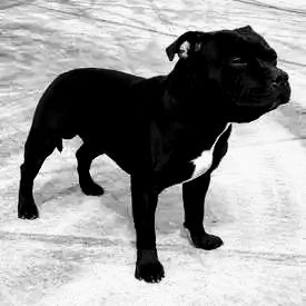 Stafordšírský bulteriér s PP krytí