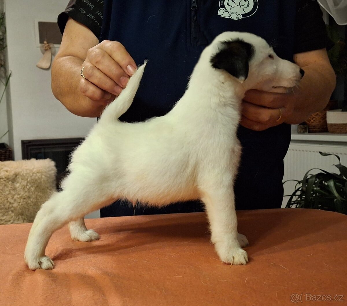 Foxterier hladkosrstý