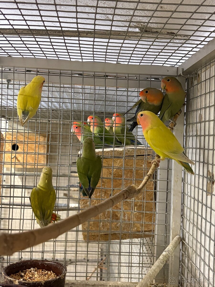 Agapornis růžohrdlý