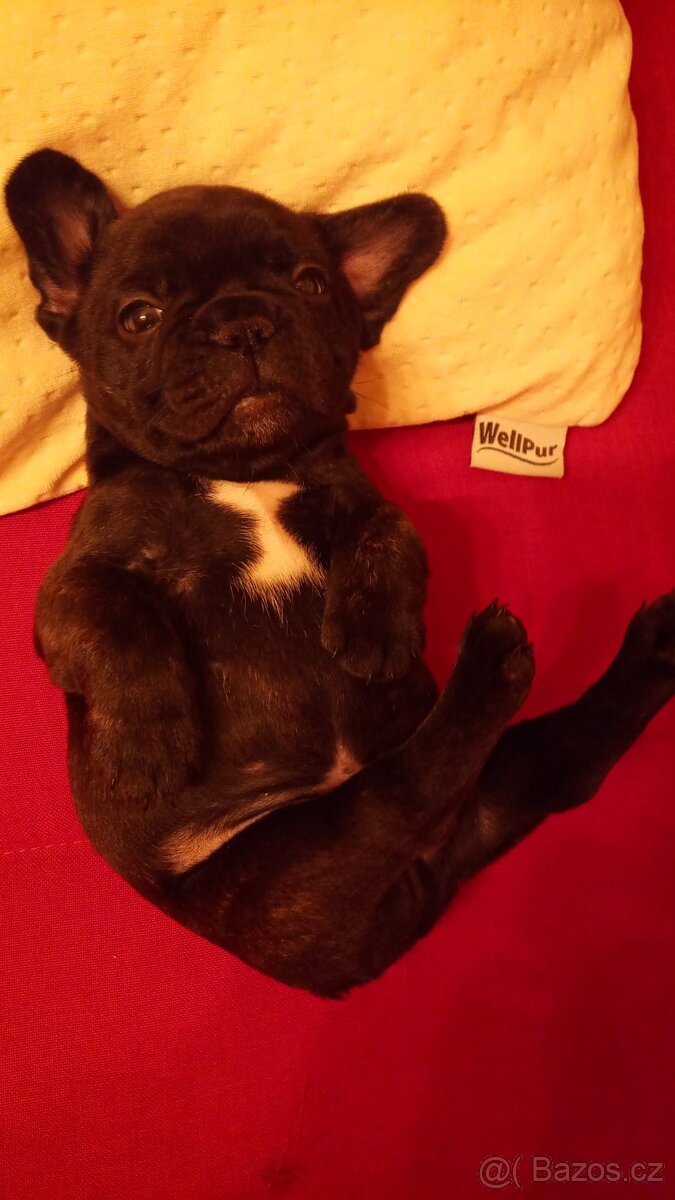 Prodám štěňátka Francouzského buldočka