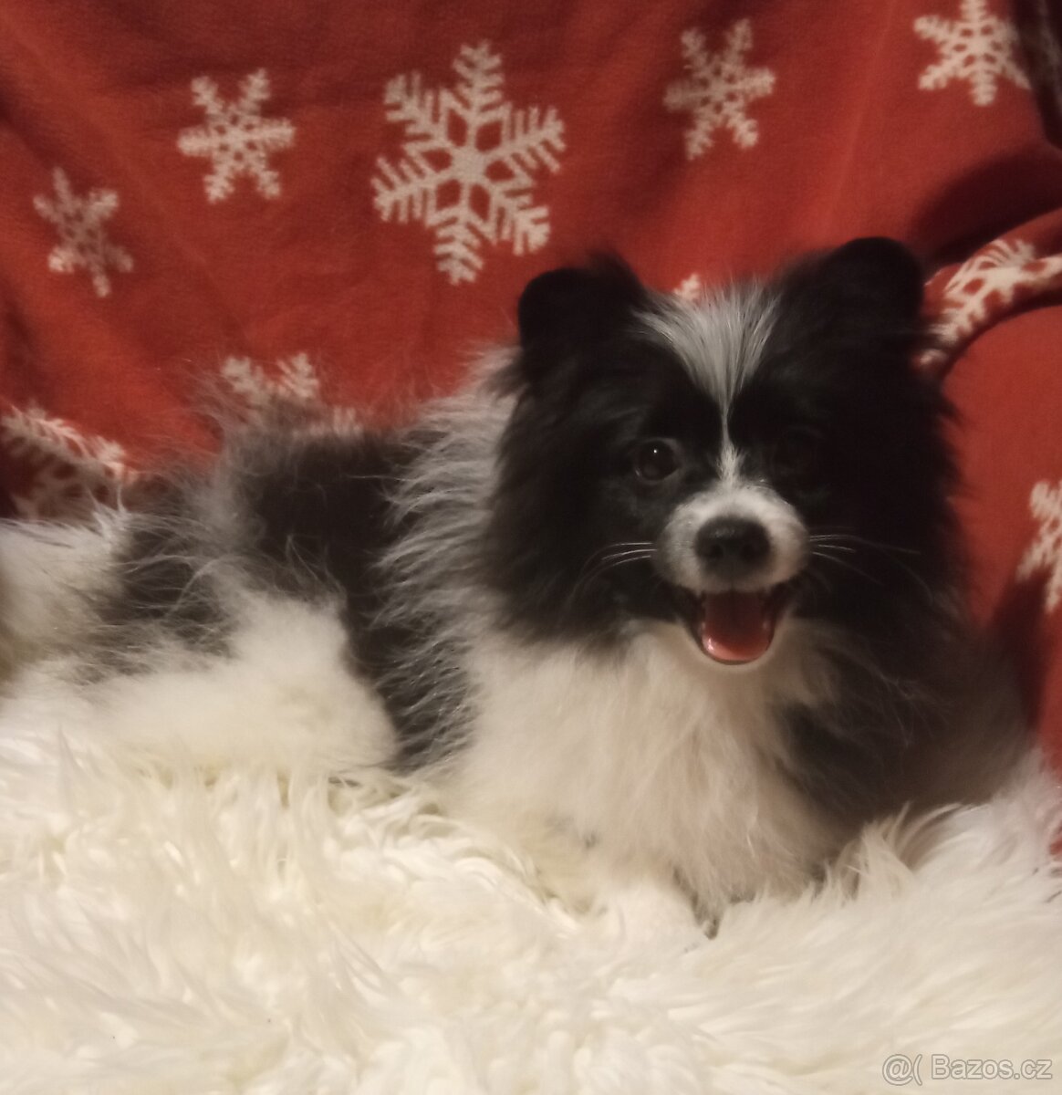 Malý německý špic , pejsek bez PP., odrostlejší štěně.