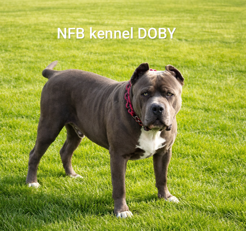 American Bully XXL - Krytí