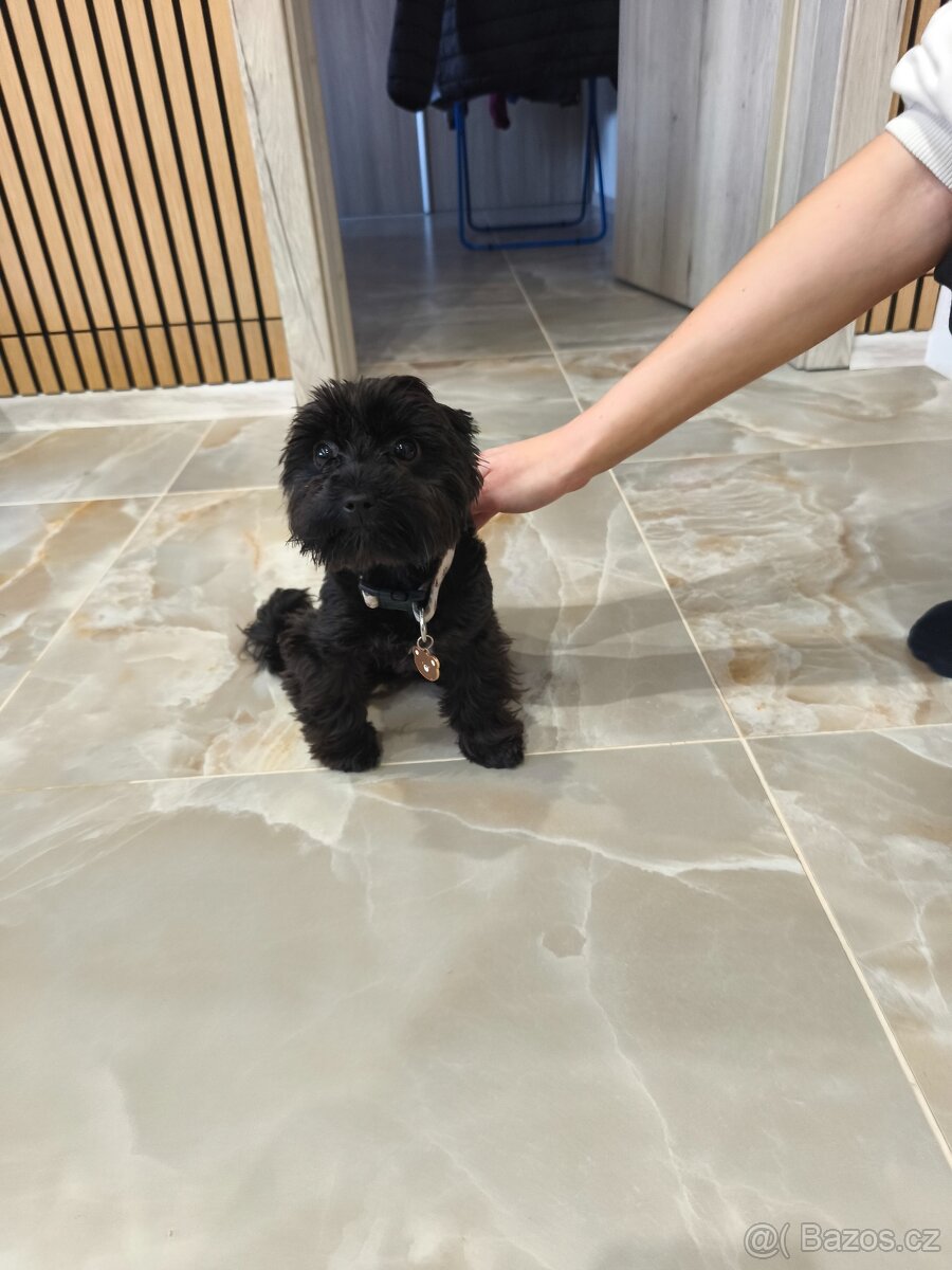 Black Yorkshire terrier