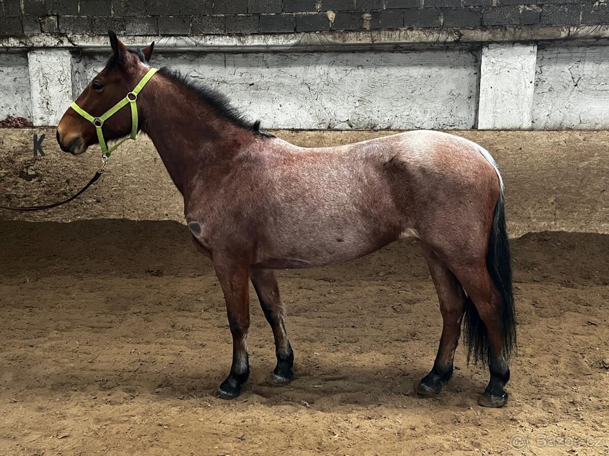 Pony klisna kategorie B