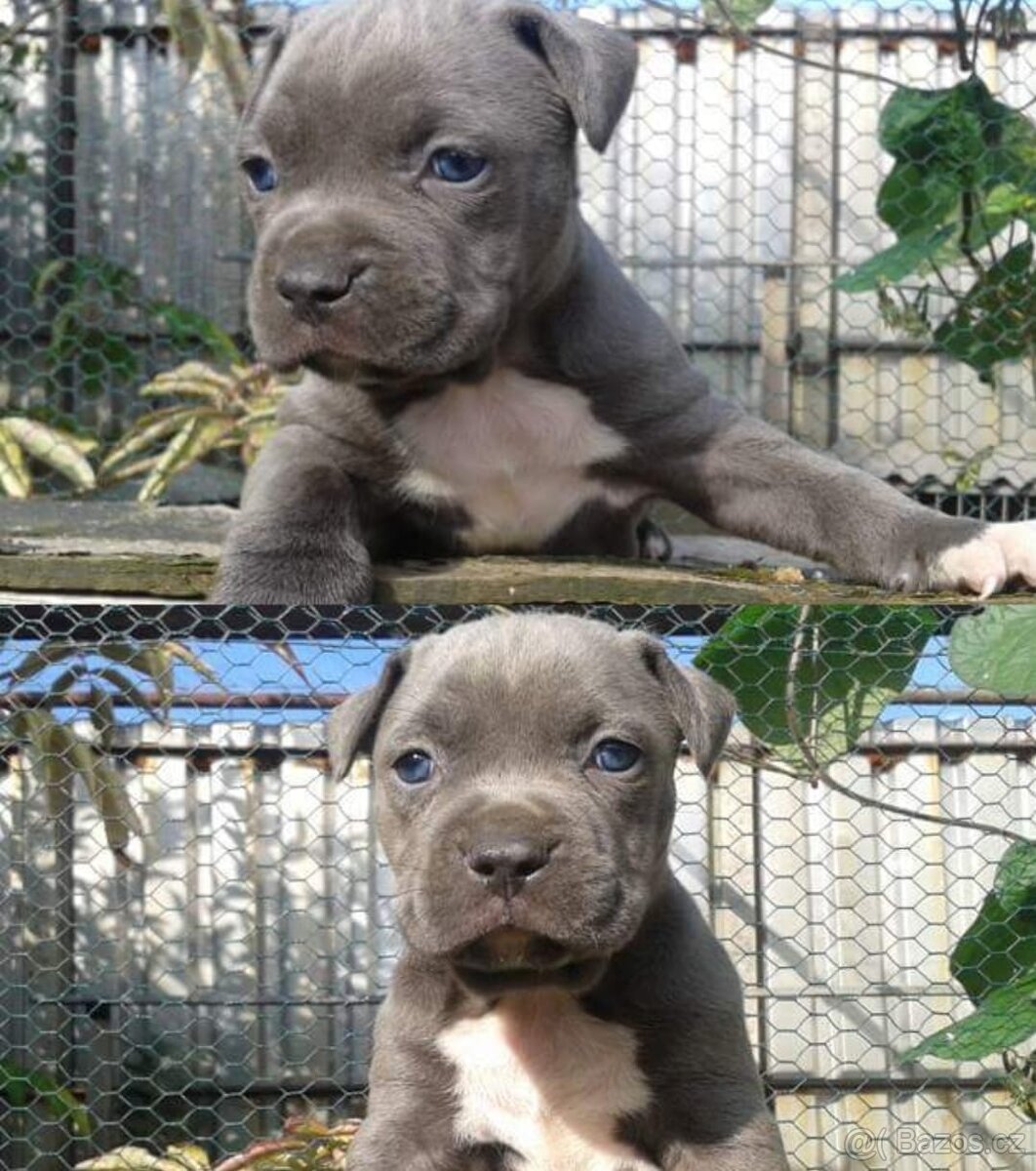 Americký stafordšírský teriér modr