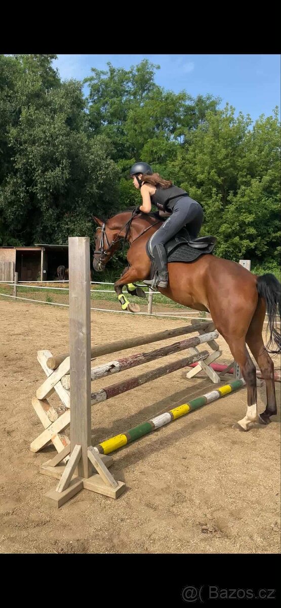 Prodám valacha Český sportovní pony,