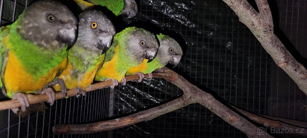 Papoušek senegalský