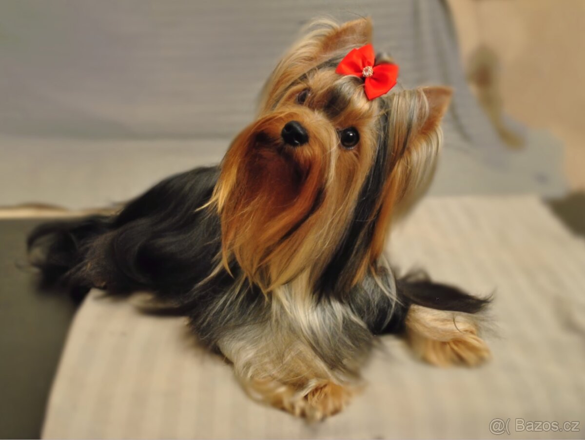 Yorkshire terrier s FCI PP / silny vystavny potencial