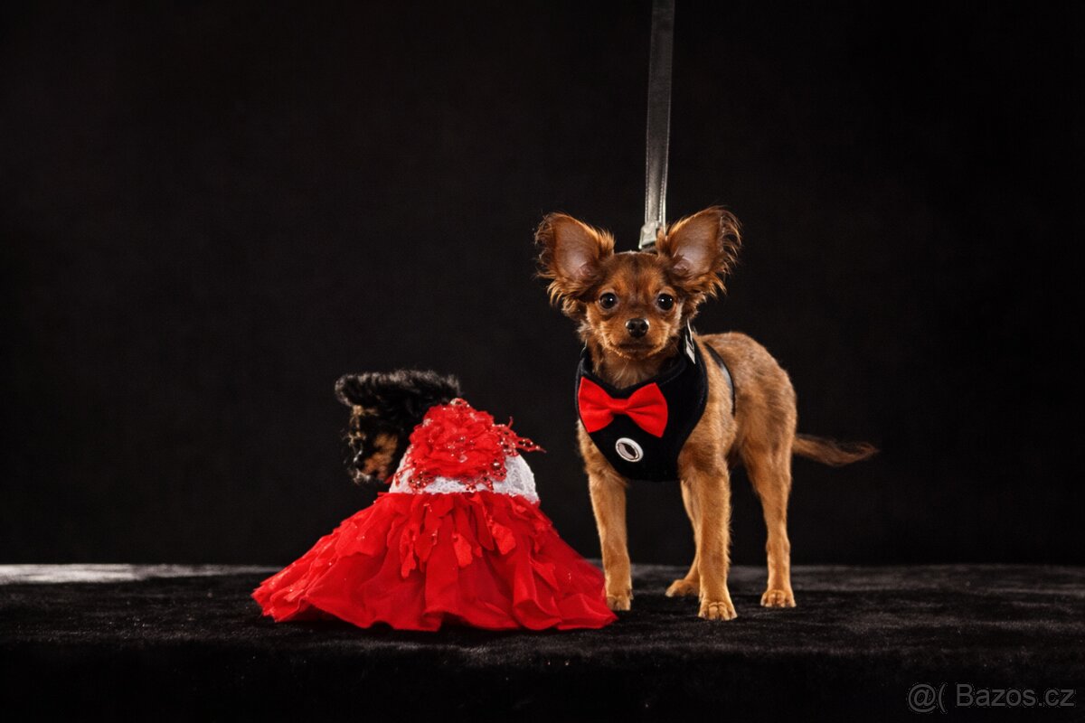 Ruský toy dlouhosrstý Eros-Odysseus