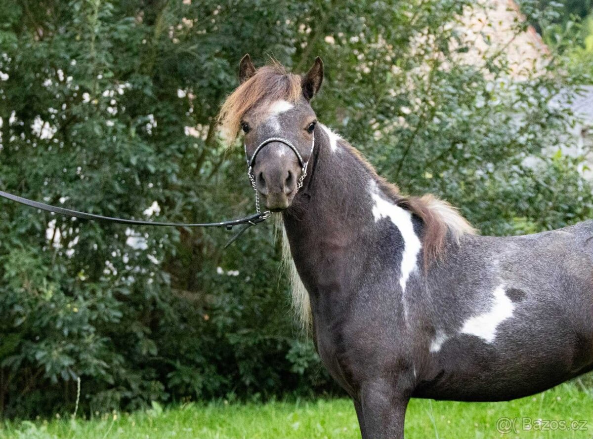 PRODÁNO - Mladý hřebeček minihorse hledá nový domov