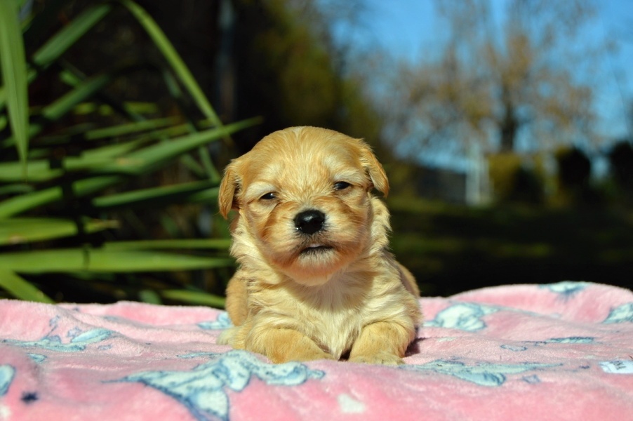 Havanský psík s PP