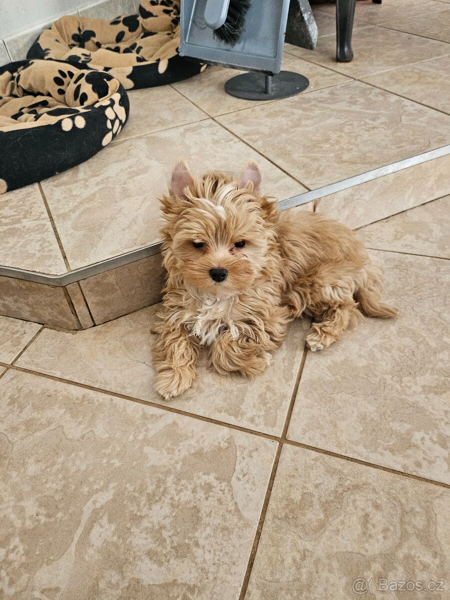 Jorkšírský terier