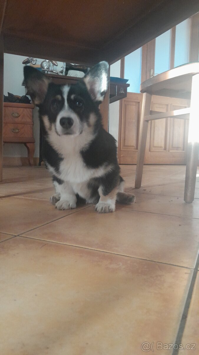 Welsh Corgi Pembroke FCI