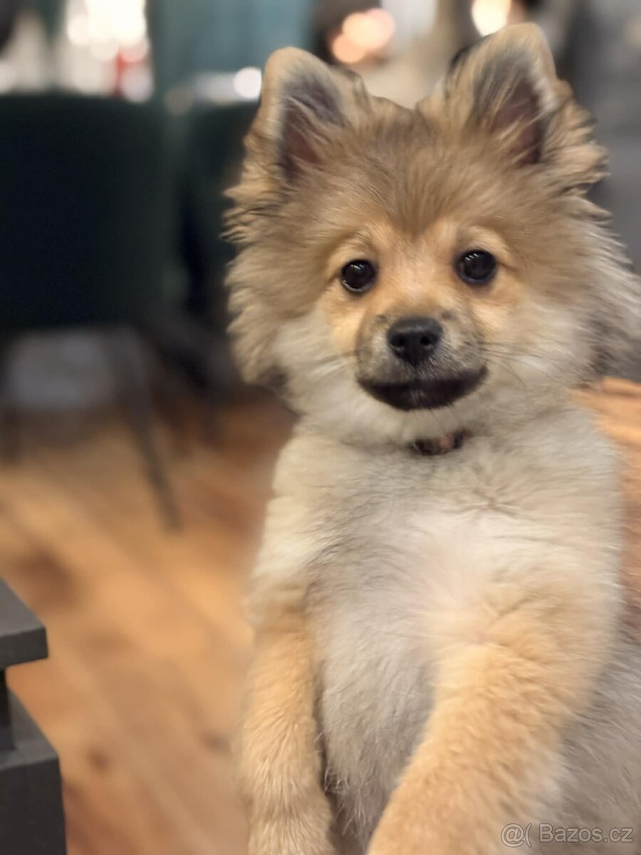 Malý pejsek pomeranin špic