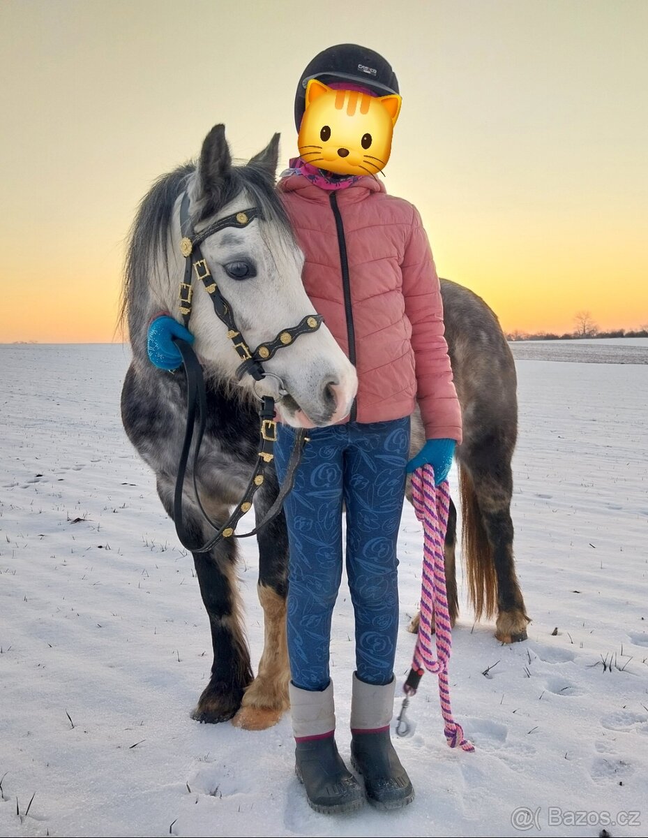 Pony kobylka, WBPR, 123 cm