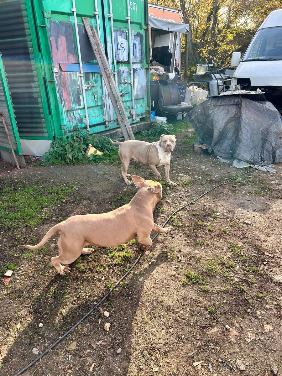 Americký Bully XXL – maminka & dcera k prodeji