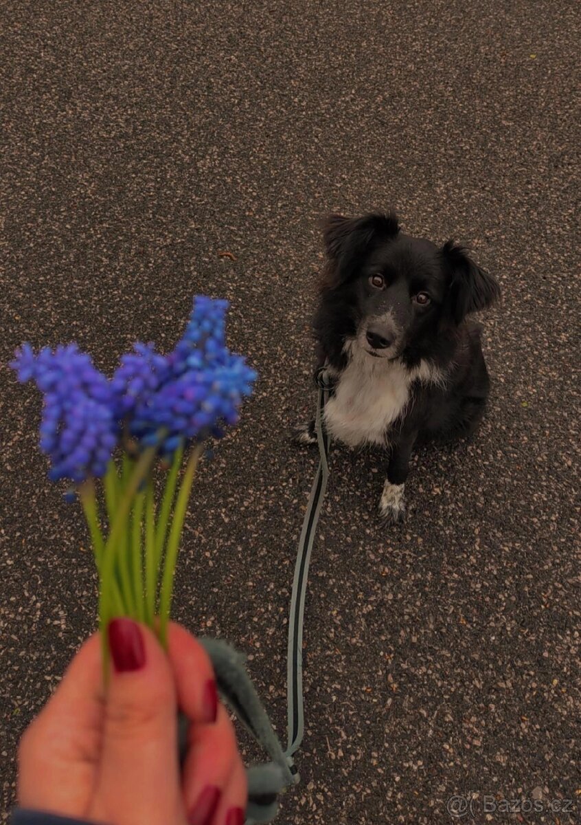 hlídání/venčení psů