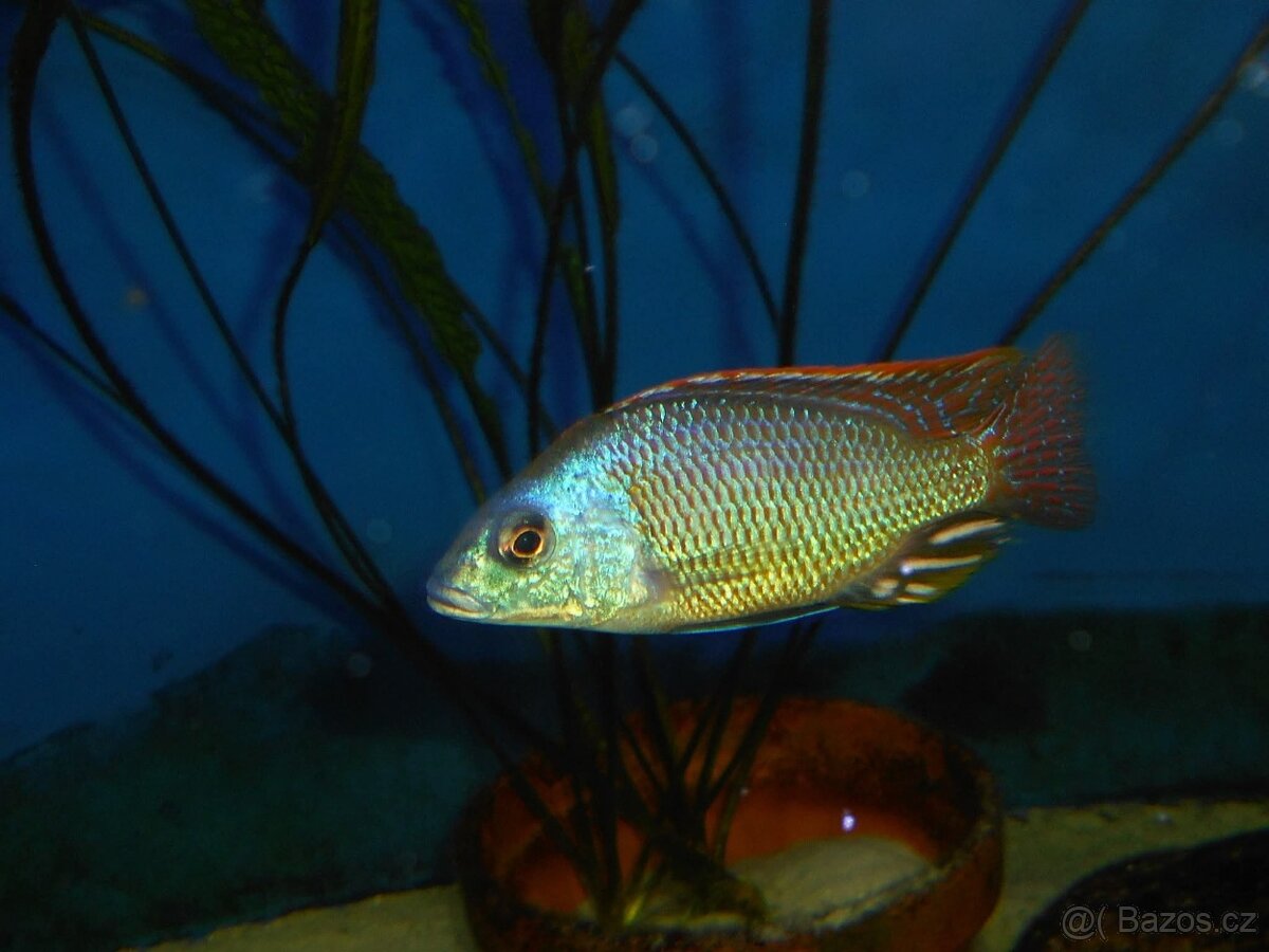 Africké cichlidy, Otopharynx Tetrastigma