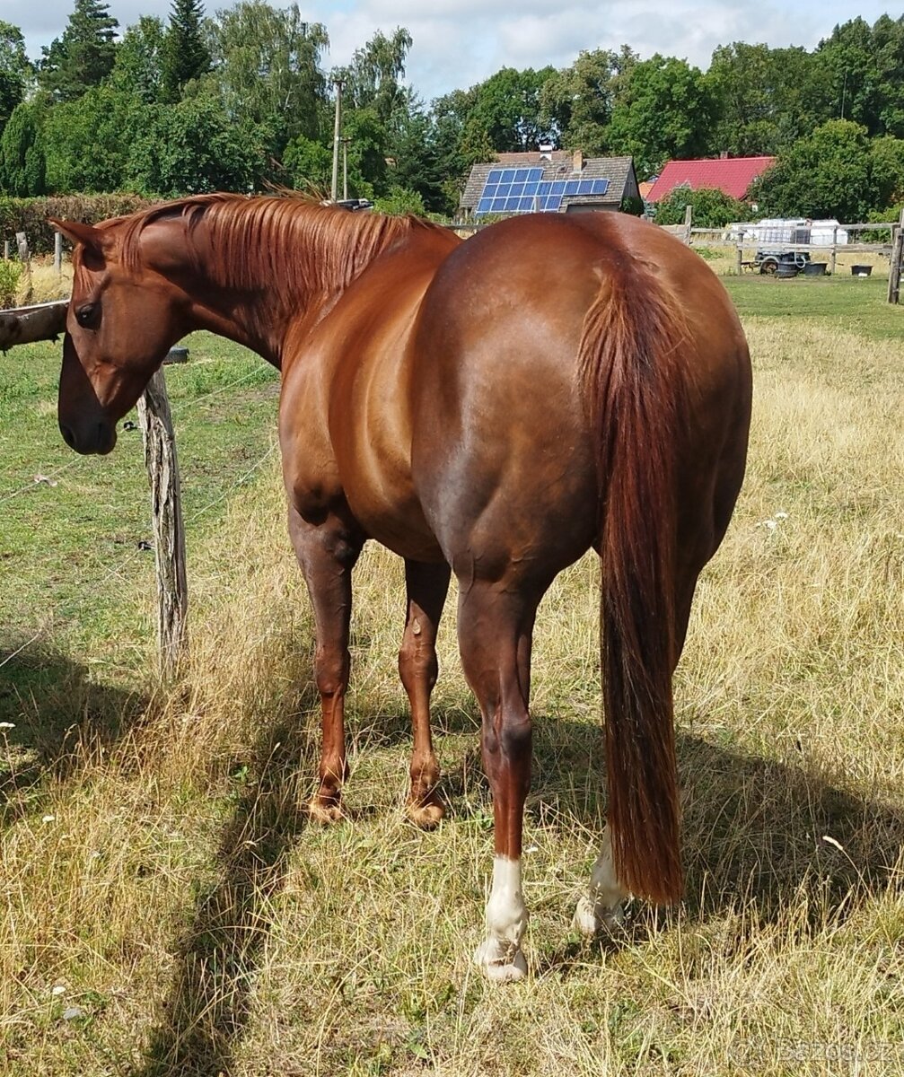 QH kobyla top charakter REZERVACE