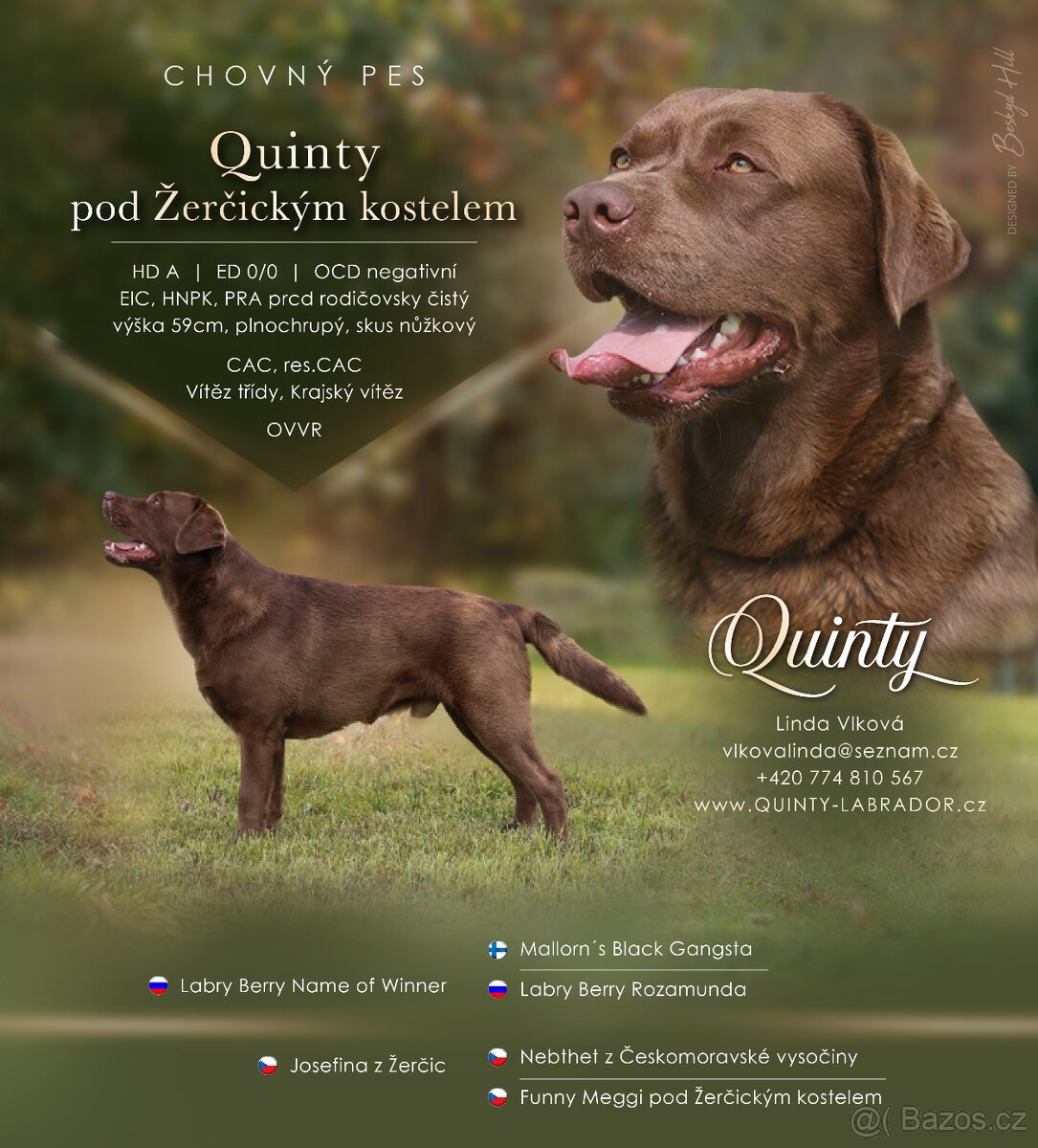 Labradorský retriever s PP - krytí