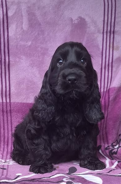 Anglický kokršpaněl s PP