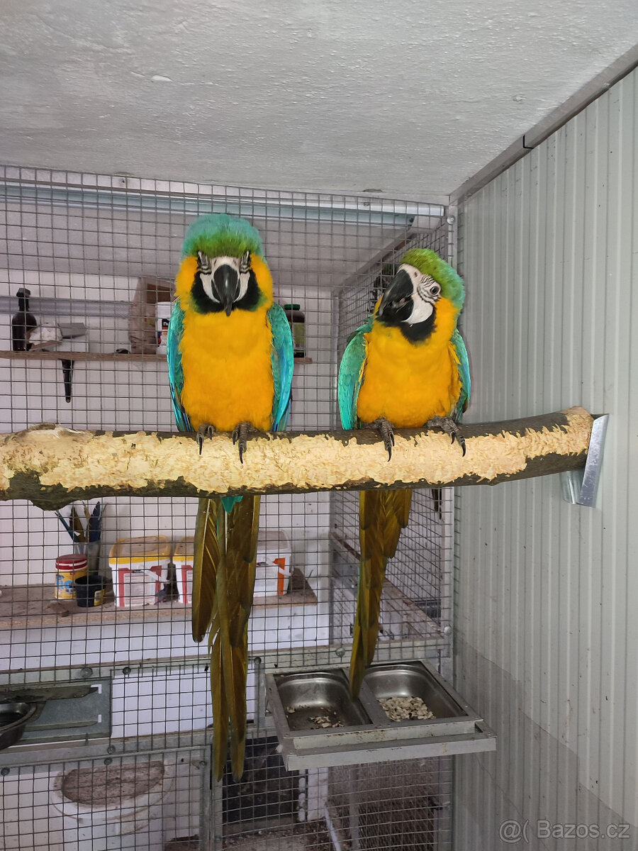 Ara Ararauna r. 2024