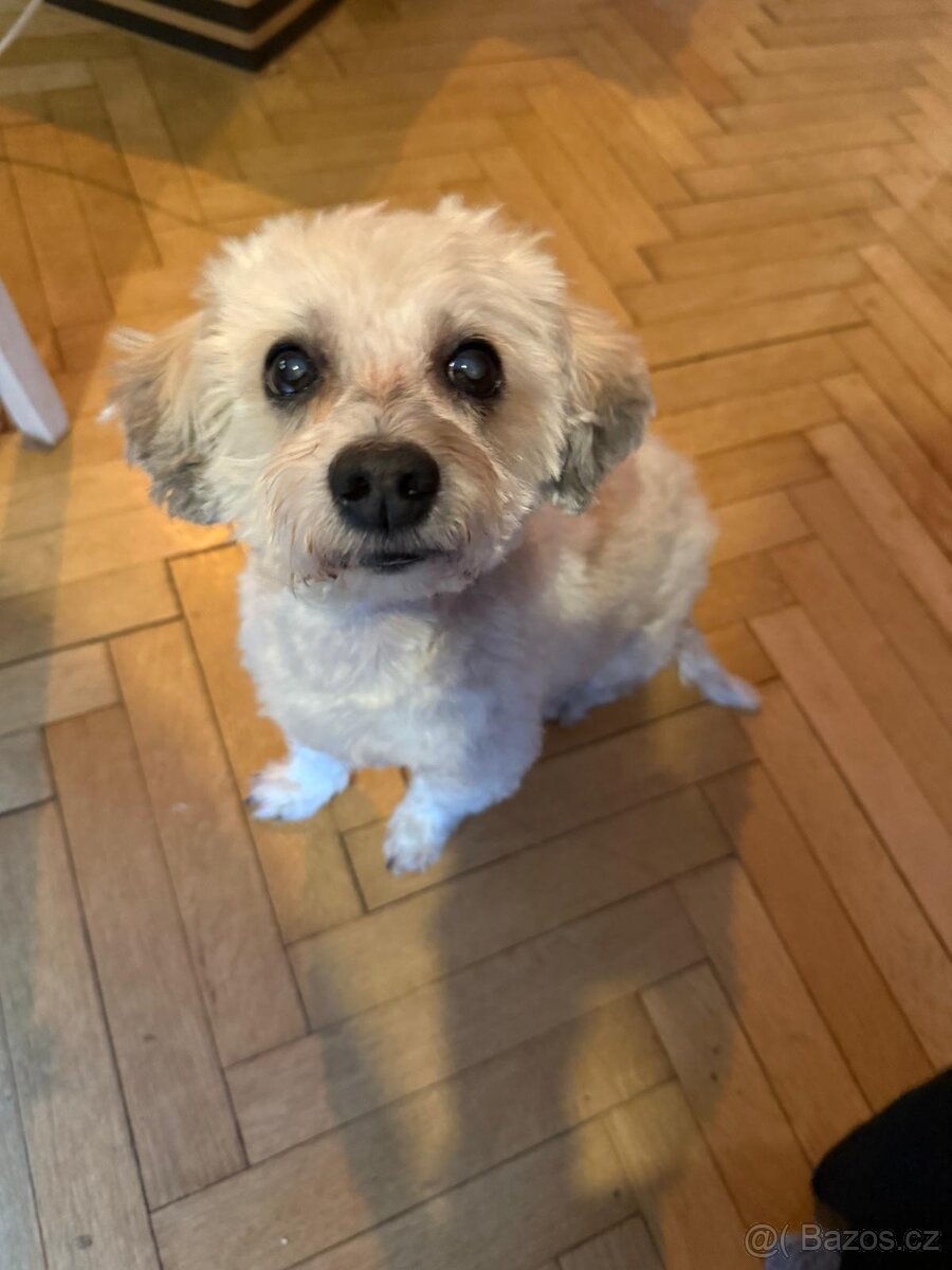 Nabídka krytí - Havanský psík