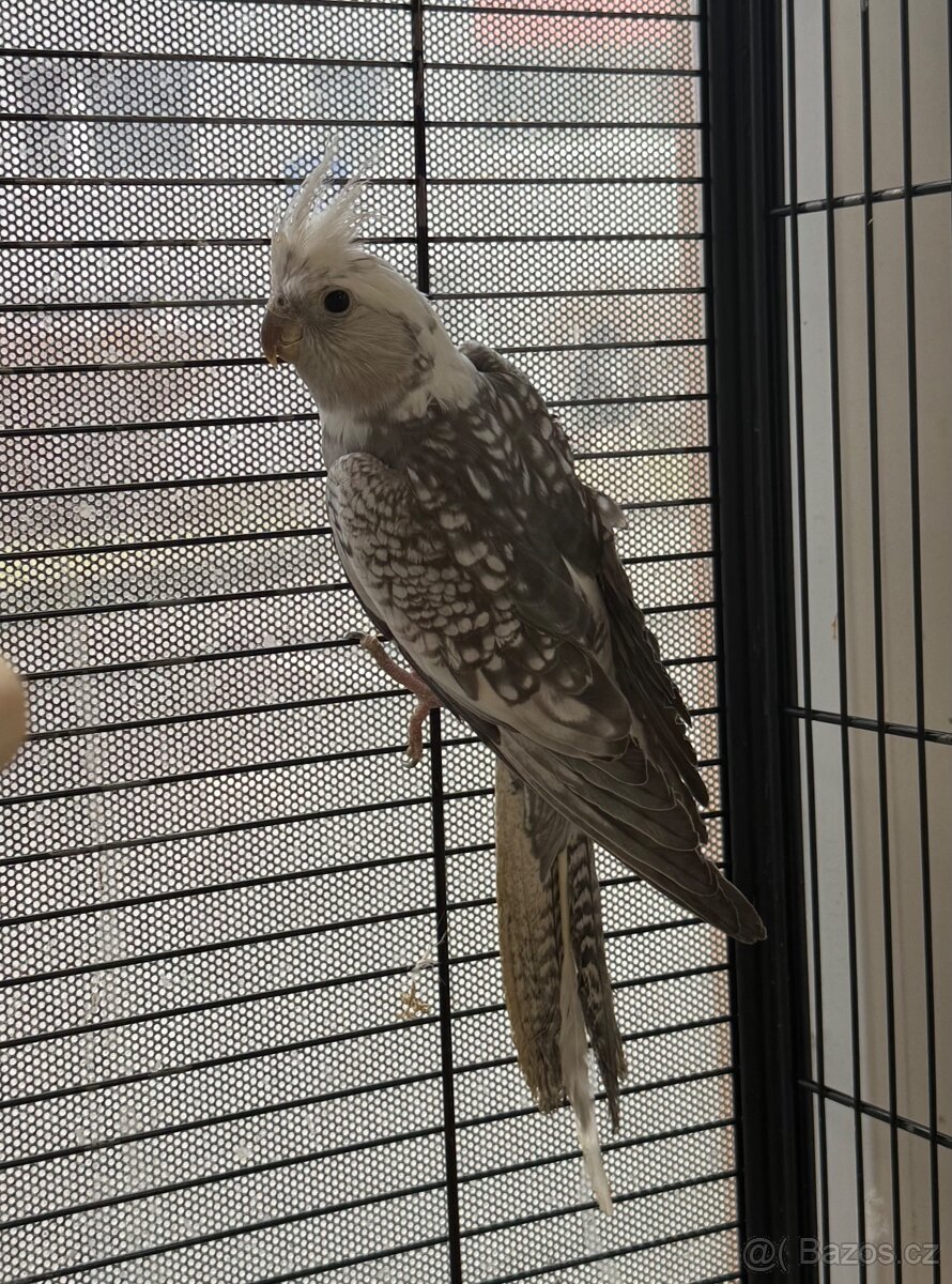 Korela bělohlavá samec