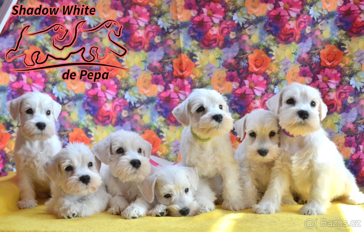 Malý bílý knírač - nádherná štěňata s PP