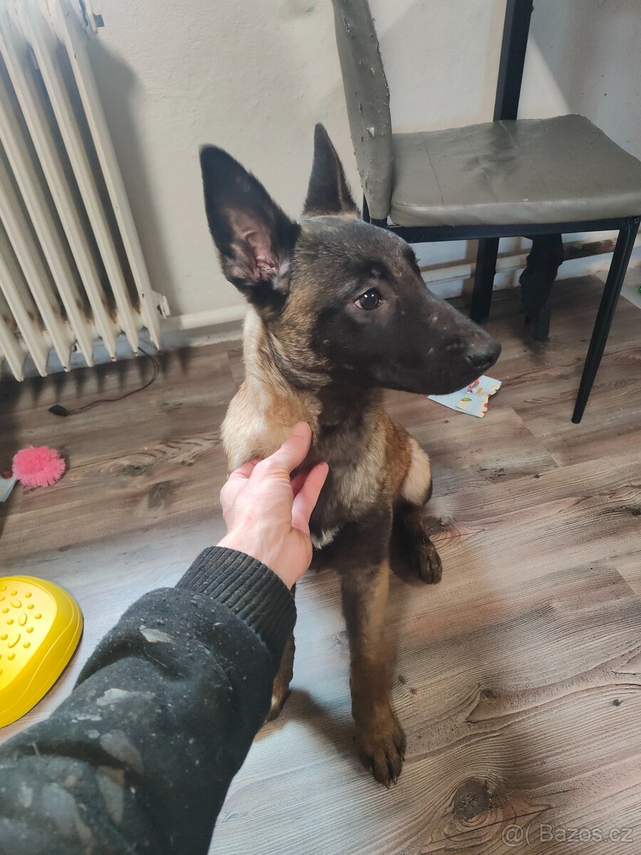 Belgický ovčák Malinois stěně