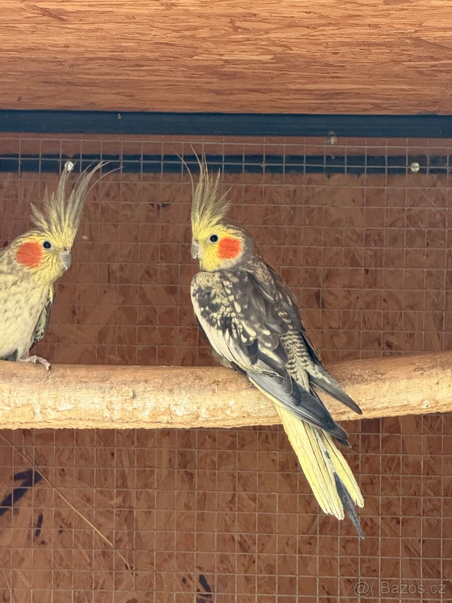 Koupim andulky korely rosely zpěvavé