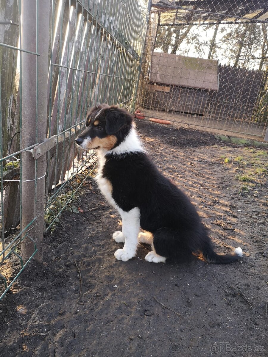 Štěňata - Bolder kolie