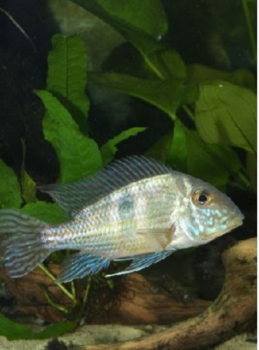 Geophagus parnaibae
