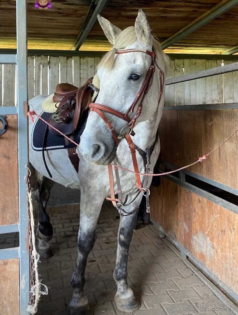 Charakterní valášek