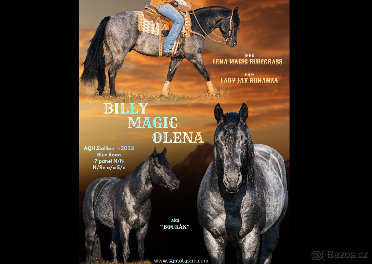 Připouštění QH a PH klisen výjimečným BLUE ROAN hřebcem QH