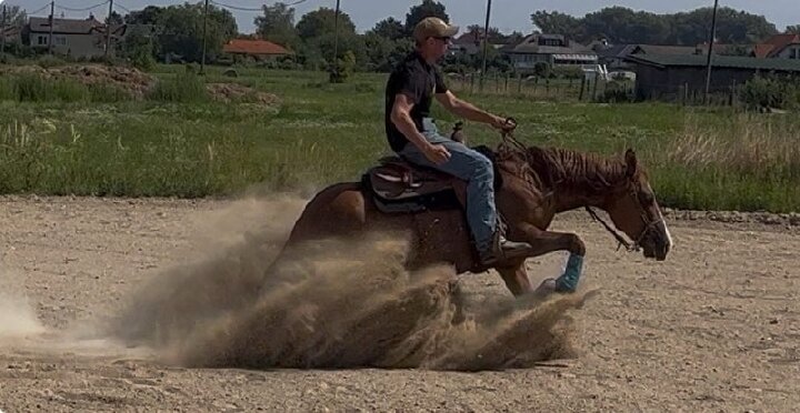 Na prodej – reiningový quarter horse, 4 roky