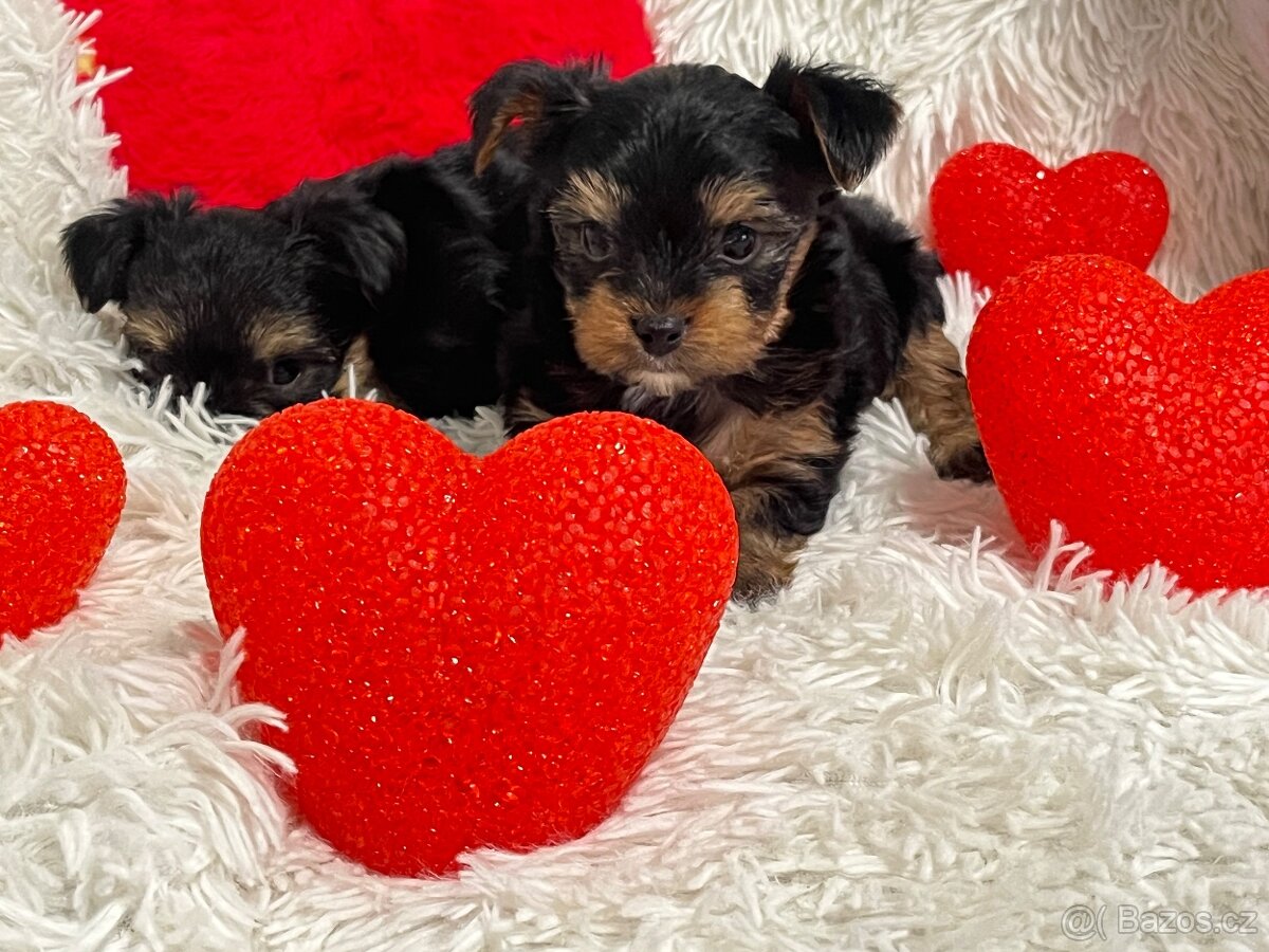 Jorkšírský teriér