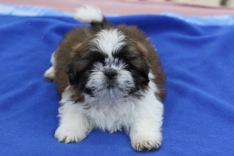 Shih-tzu, Shih tzu, si cu bez pp