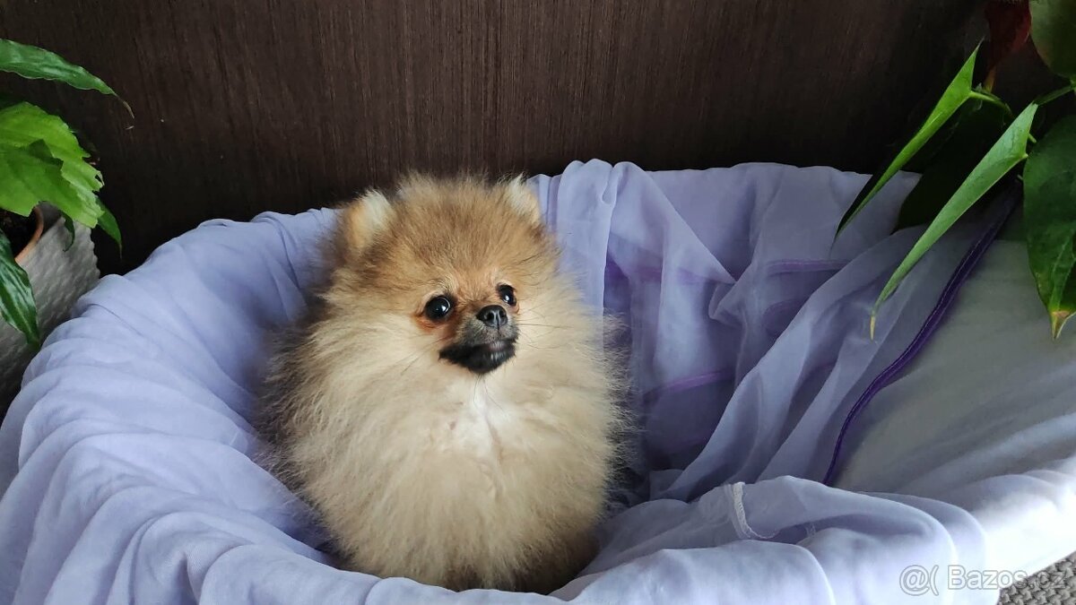 Pomeranian s PP ,FCI
