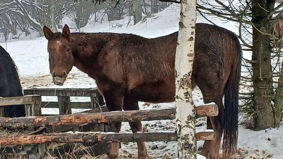Prodám,nabízím QH kobylku s P P