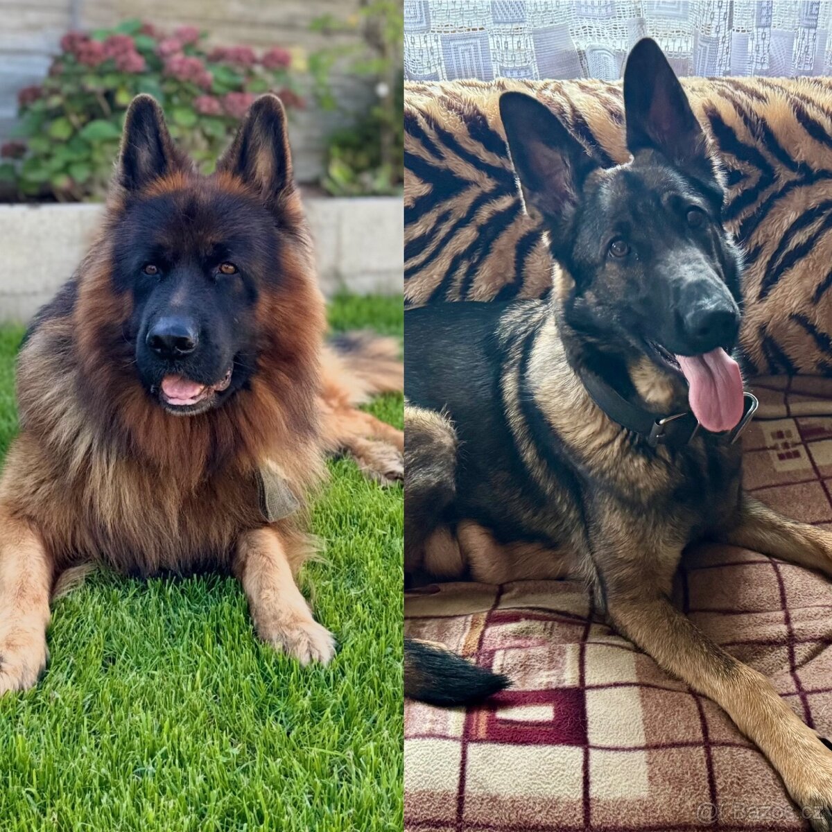 Štěňata Německého ovčáka bez PP