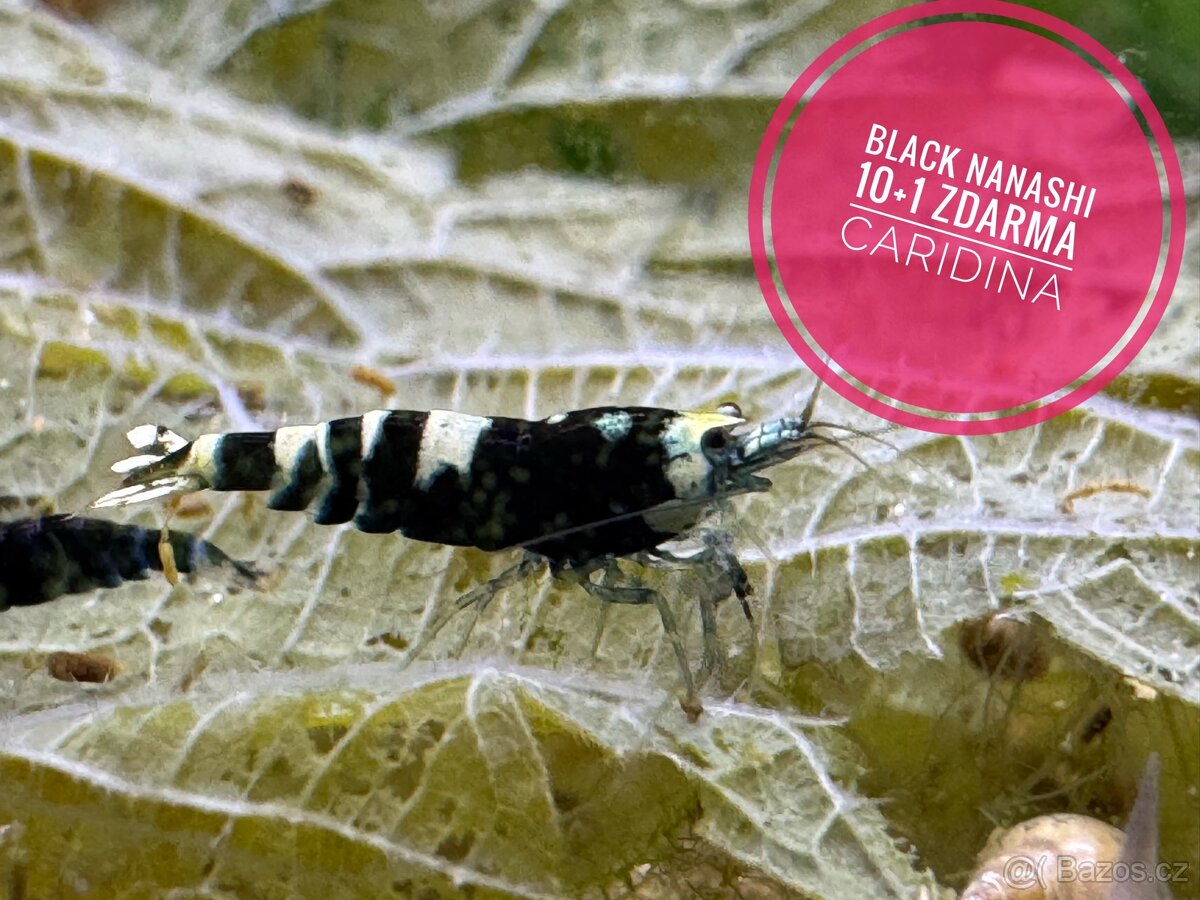 Caridina Black Nanashi 10+1 zdarma(nedostupné)