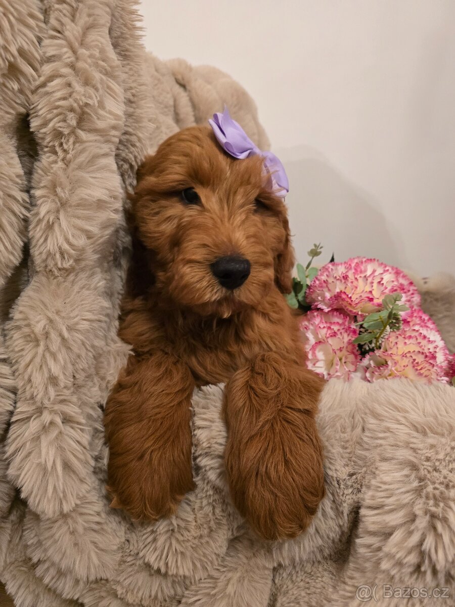 Goldendoodle F1 Standard