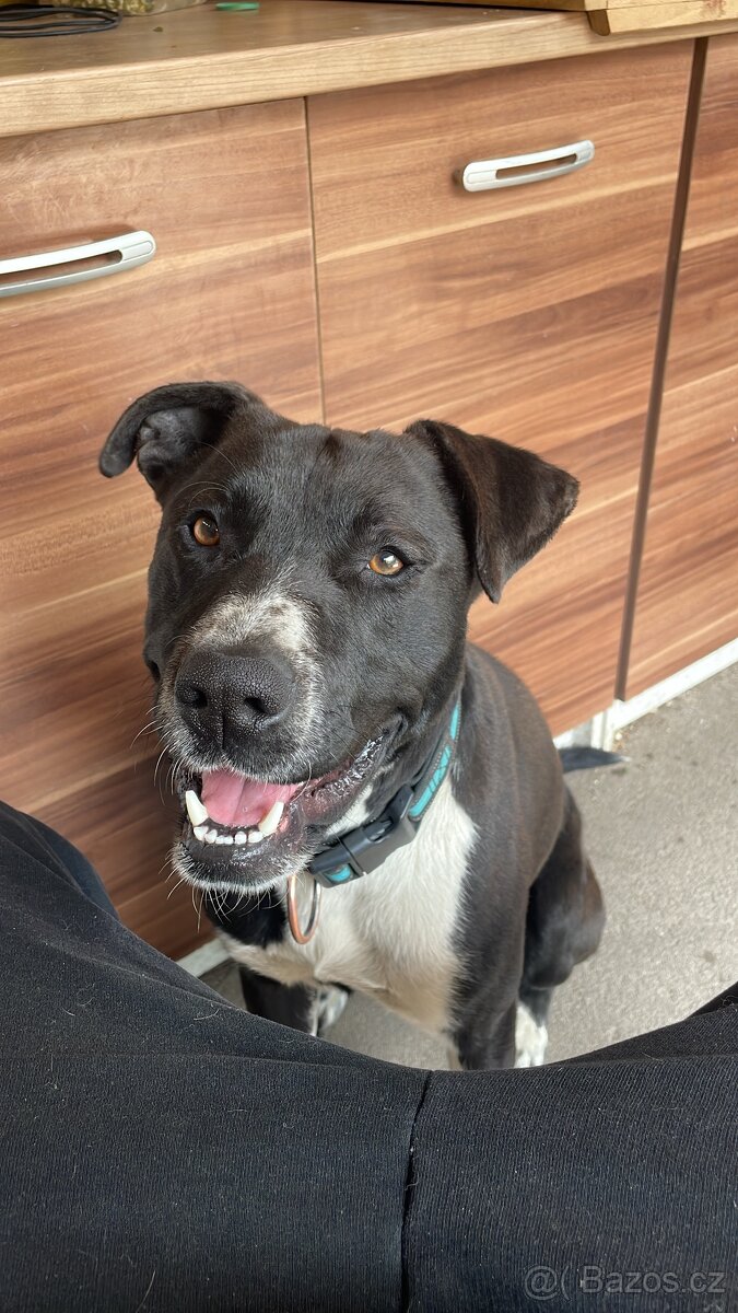 Nabízím psa do dobrých rukou 🐾