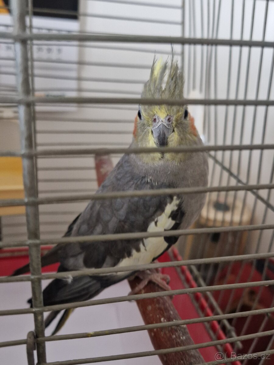 Prodám Korelu chocholatou (šedá)