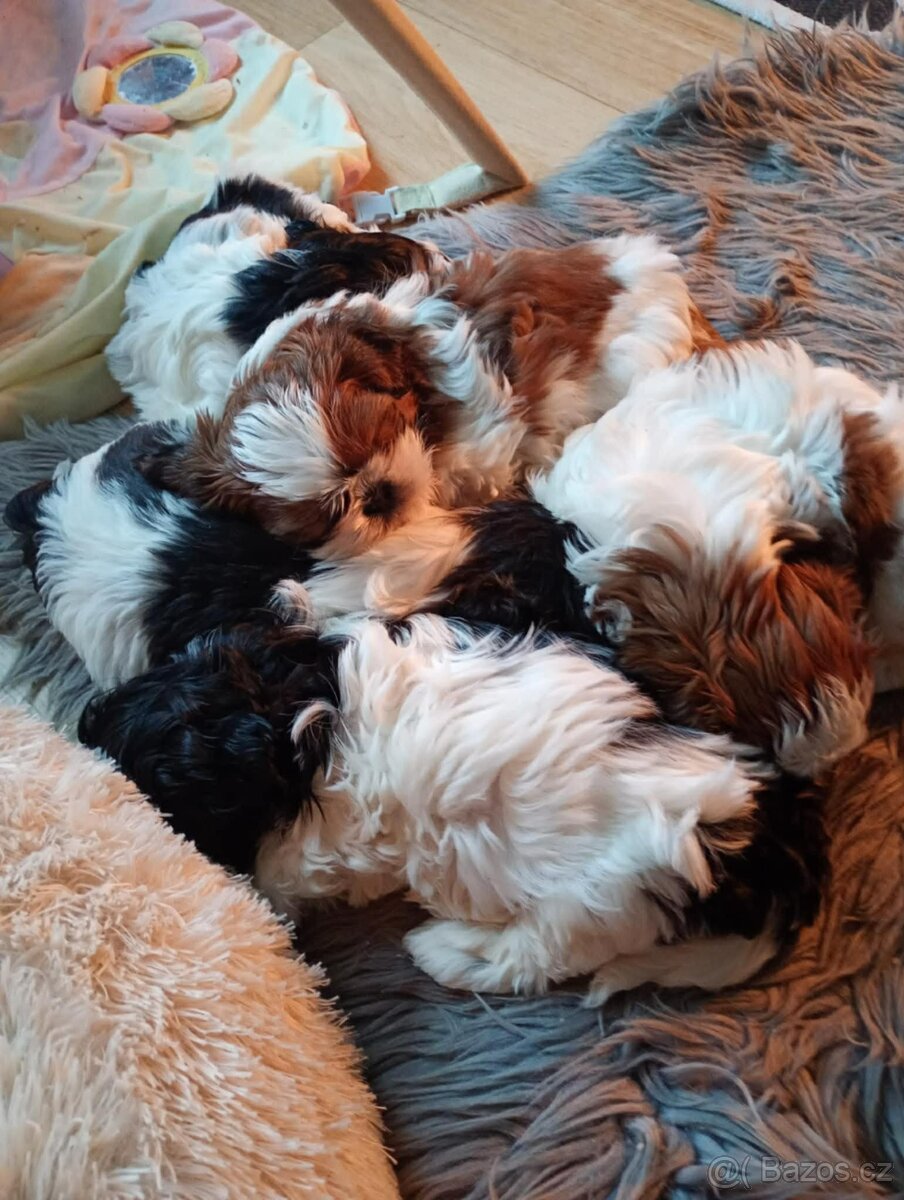 Shih-tzu štěňátka