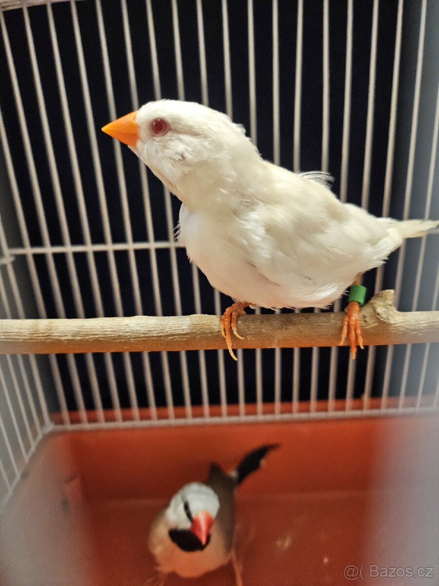 Pásovník dlouhoocasý