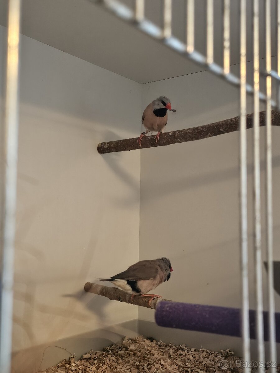 Pásovník dlouhoocasý pár